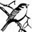 Sparrow Songs