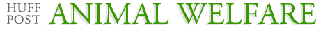 Animal Welfare