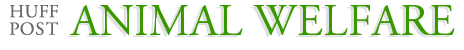 Animal Welfare