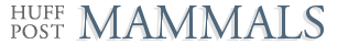 Mammals